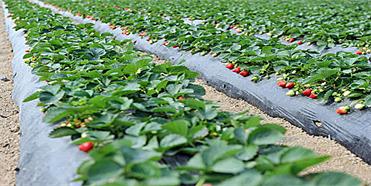 農(nóng)業(yè)公司品牌定位